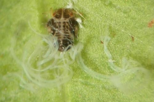 Agonoscena sp.